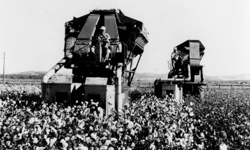 Cotton harvest 1968 - 1972